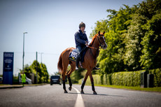 Lot 185 from Egmont Stud is brought back across the road after the breeze up 25/5/2023 