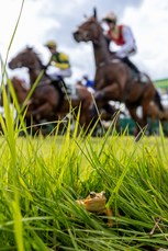 An Irish common frog keeps still as the runners and riders in The Kilberry Apprentice Handicap leave the stalls just behind him 27/4/2024