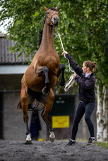 Kelly Hanamy does her best to hold on to lot 265 27/6/2024

