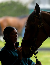 Marcella Gaffney waits to show Lot.268 on a viewing day 25/6/2024