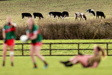 A view of cows during the game 28/1/2023