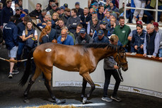 Lot 283 which was sold for a sale topping €350,000 to Gordon Elliott 27/6/2024