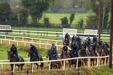 A view of Gordon Elliott’s string of horse on the gallops 18/11/2024