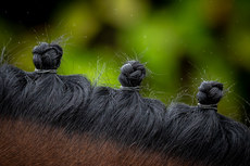 Light rain falls on the knotted mane of a horse on a viewing day before the Tattersalls Ireland Derby Sale 25/6/2024 