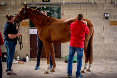 Grooms prepare lot 67 for sale at the Tattersalls May Store Sale 16/5/2023 