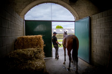 A groom waits to show a lot at the breeze up 25/5/2023 