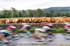 A herd of cattle watch riders pass near Knockaderry 20/6/2021