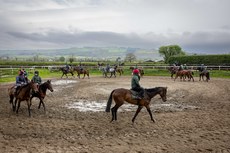 A general view of Willie Mullins horses on the gallops at Closutton 17/4/2024