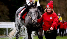 Espanito Bello cools off in the parade ring after winning 12/3/2023