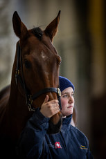Groom Anna Kerins waits to show Firm Footings to prospective purchasers at the Tattersalls dispersal sale 5/2/2024
