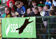 A cat jumps into the crowd from the pitch during the game 13/6/2024